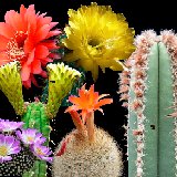 Cactus Plant Catalogue